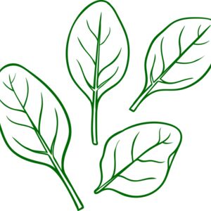 Spinach Thumbnail