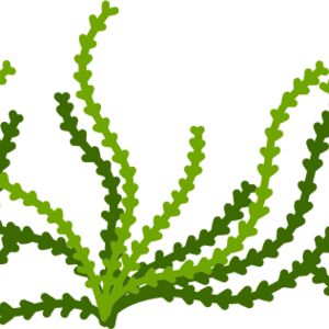 Sea Plant Thumbnail