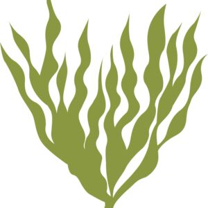 Sea Plants 5 Thumbnail