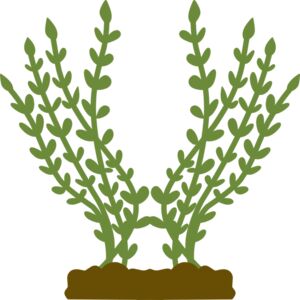 Plants 4 Thumbnail