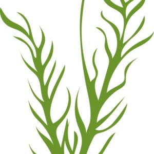 Leaves 8 Thumbnail