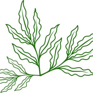 Leaves 7 Thumbnail
